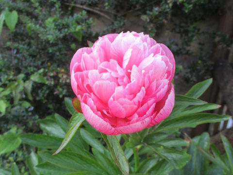 Paeonia lactiflora