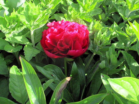 Paeonia lactiflora