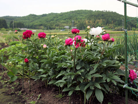 Paeonia lactiflora