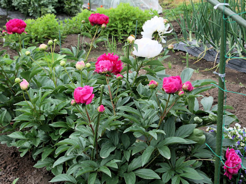 Paeonia lactiflora