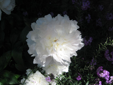 Paeonia lactiflora