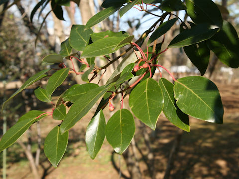 Rhodoleia championii