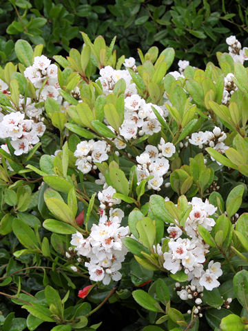 Raphiolepis indica var. umbellata