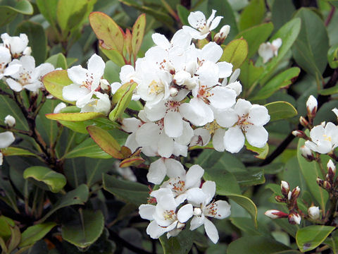 Raphiolepis indica var. umbellata