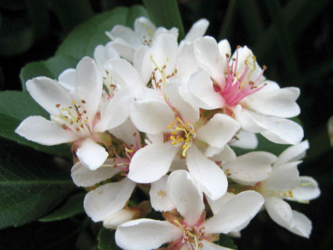 Raphiolepis indica var. umbellata