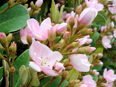 Raphiolepis indica var. umbellata