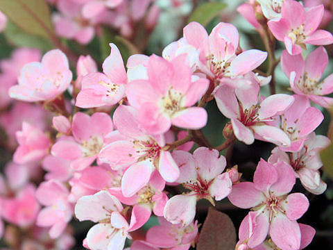 Raphiolepis indica var. umbellata