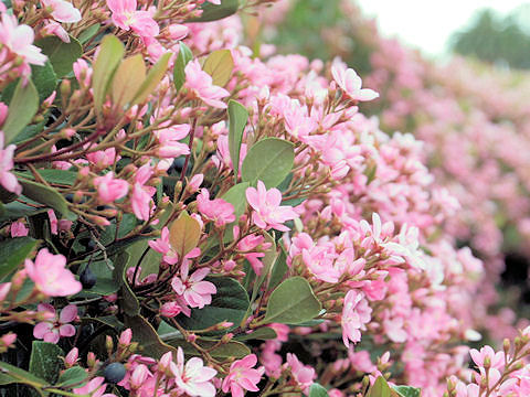 Raphiolepis indica var. umbellata