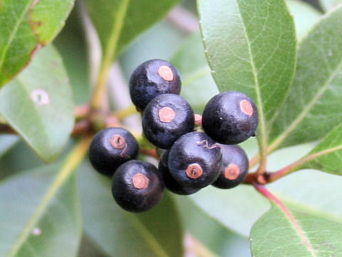 Raphiolepis indica var. umbellata