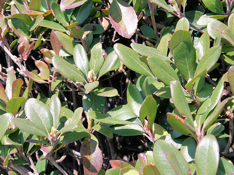 Raphiolepis indica var. umbellata