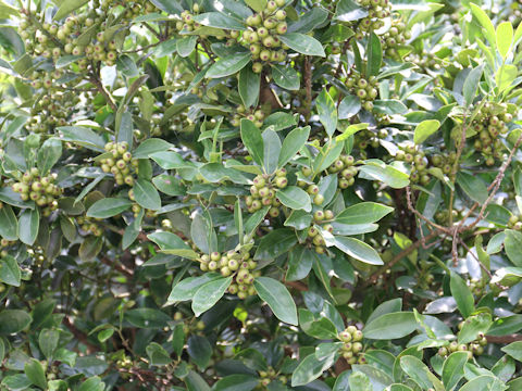 Raphiolepis indica var. umbellata