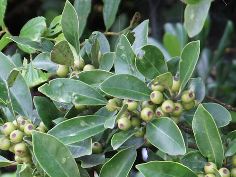 Raphiolepis indica var. umbellata