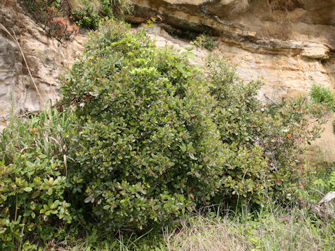 Raphiolepis indica var. umbellata