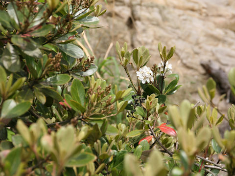 Raphiolepis indica var. umbellata