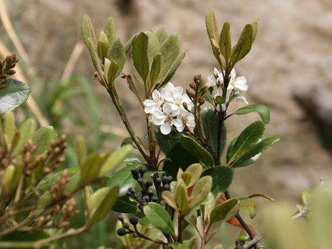 Raphiolepis indica var. umbellata