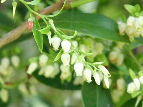 Vaccinium bracteatum