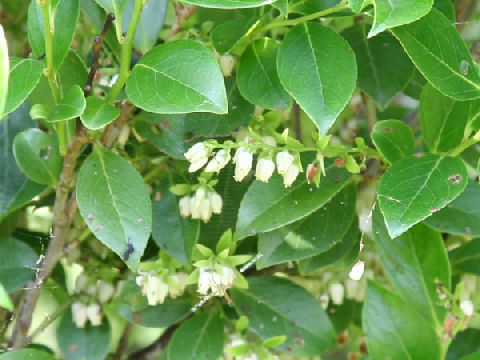 Vaccinium bracteatum