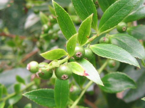 Vaccinium bracteatum