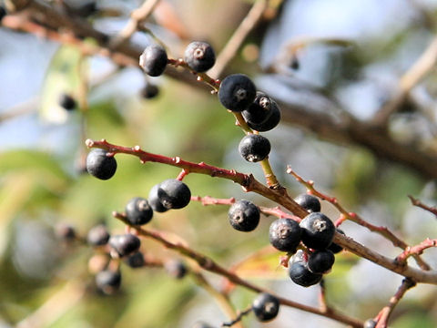 Vaccinium bracteatum