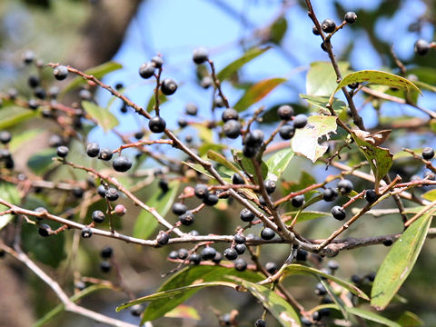 Vaccinium bracteatum