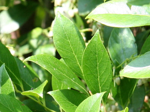 Vaccinium bracteatum