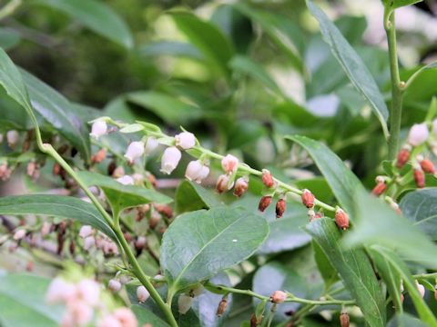 Vaccinium bracteatum