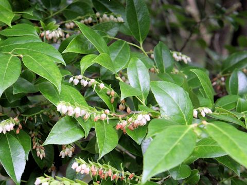 Vaccinium bracteatum