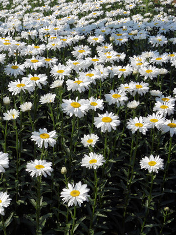 Leucanthemum x superbum