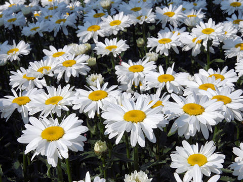 Leucanthemum x superbum