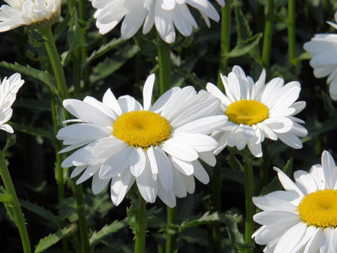 Leucanthemum x superbum