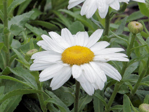 Leucanthemum x superbum cv. Snowcap