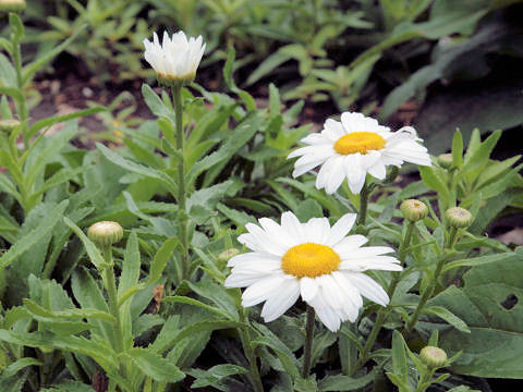 Leucanthemum x superbum cv. Snowcap