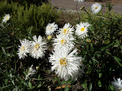 Leucanthemum x superbum cv. Diener's Exhibition Double