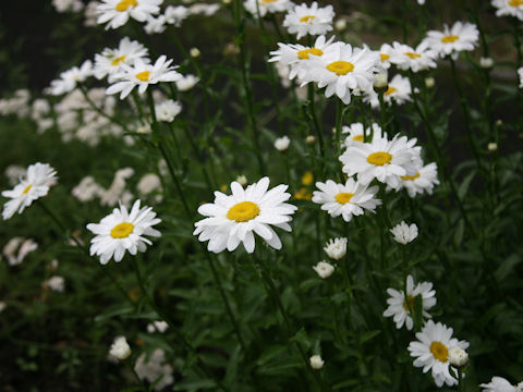 Leucanthemum x superbum