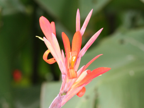 Canna edulis