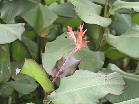 Canna edulis