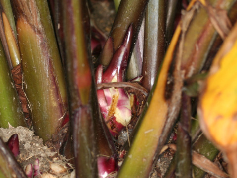 Canna edulis