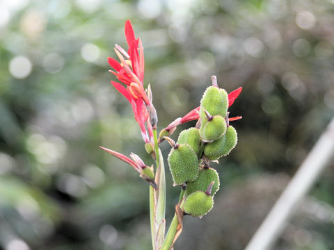 Canna edulis