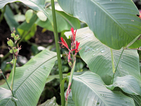 Canna edulis