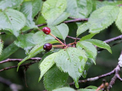 Prunus x syodoi