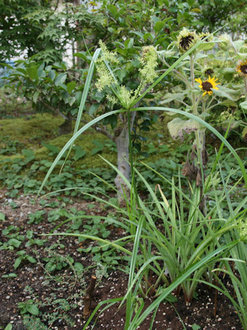 Cyperus esculentus