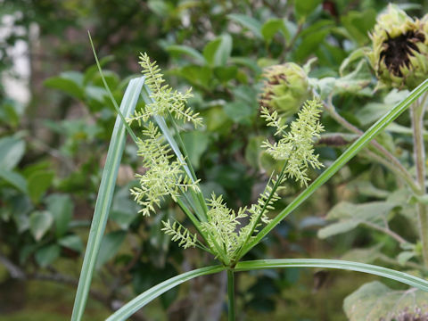 Cyperus esculentus