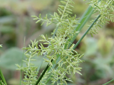 Cyperus esculentus