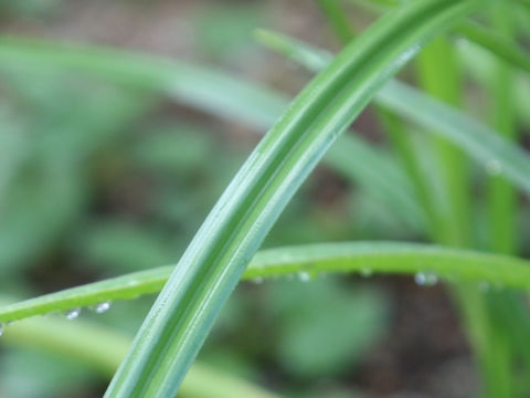 Cyperus esculentus