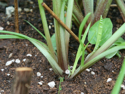 Cyperus esculentus