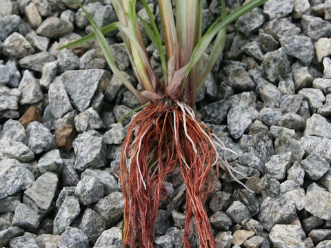 Cyperus esculentus