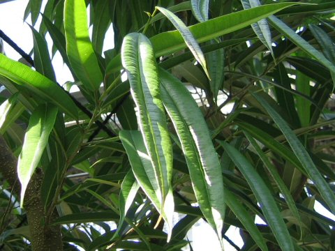 Ficus irregularis