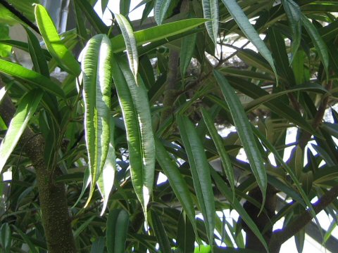 Ficus irregularis