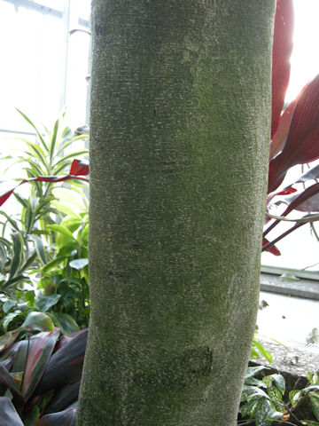 Ficus irregularis