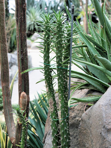 Austrocylindropuntia subulat